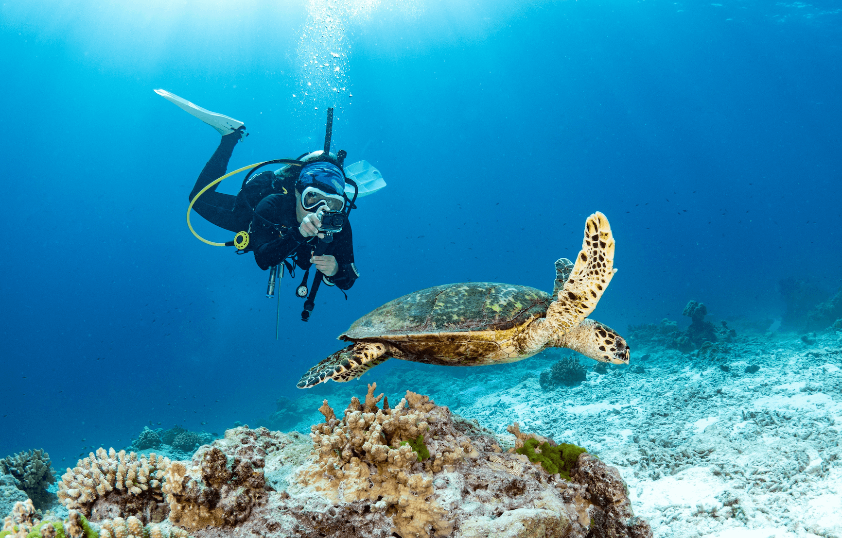 Où voir des tortues en Thaïlande ?