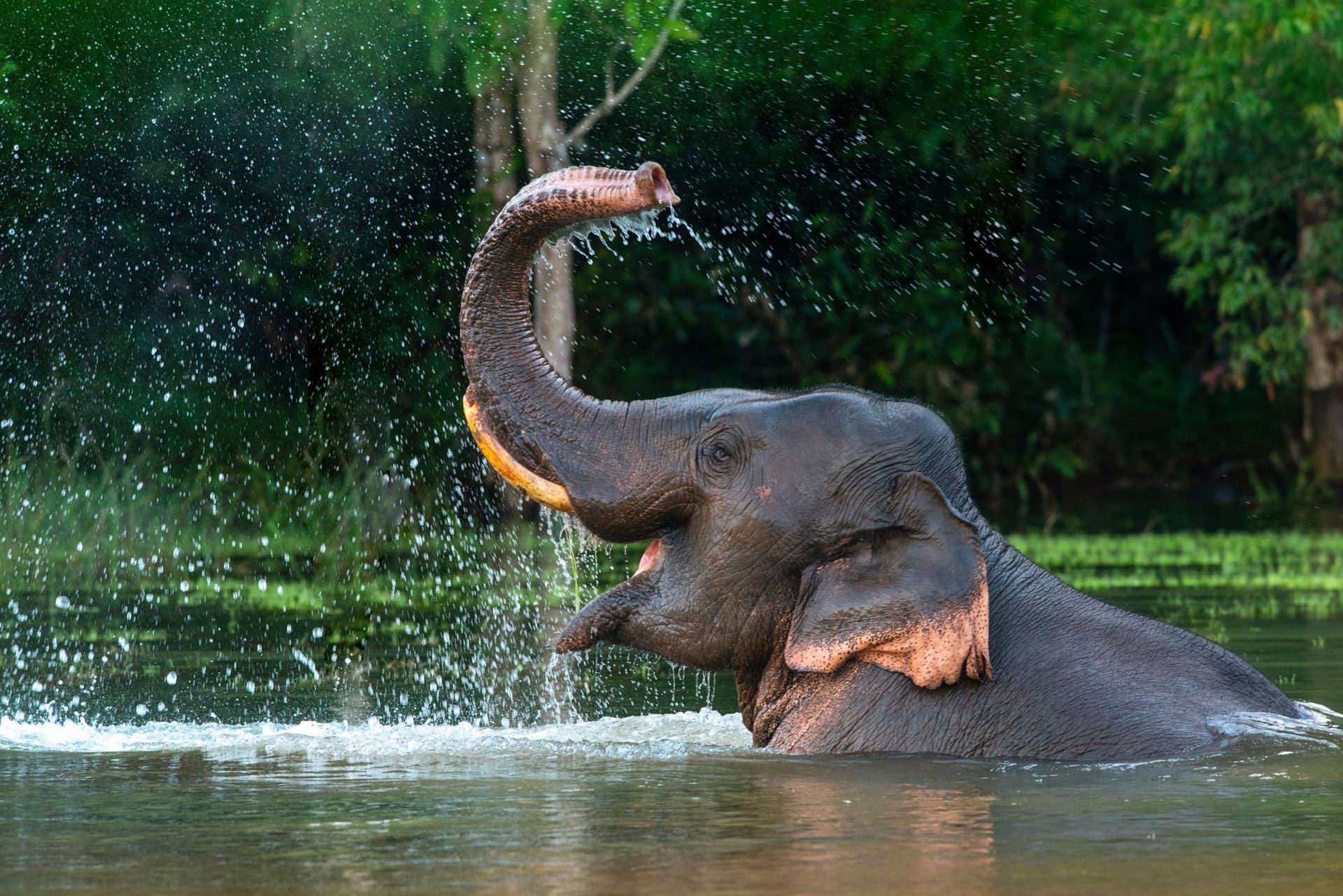 elephant 1