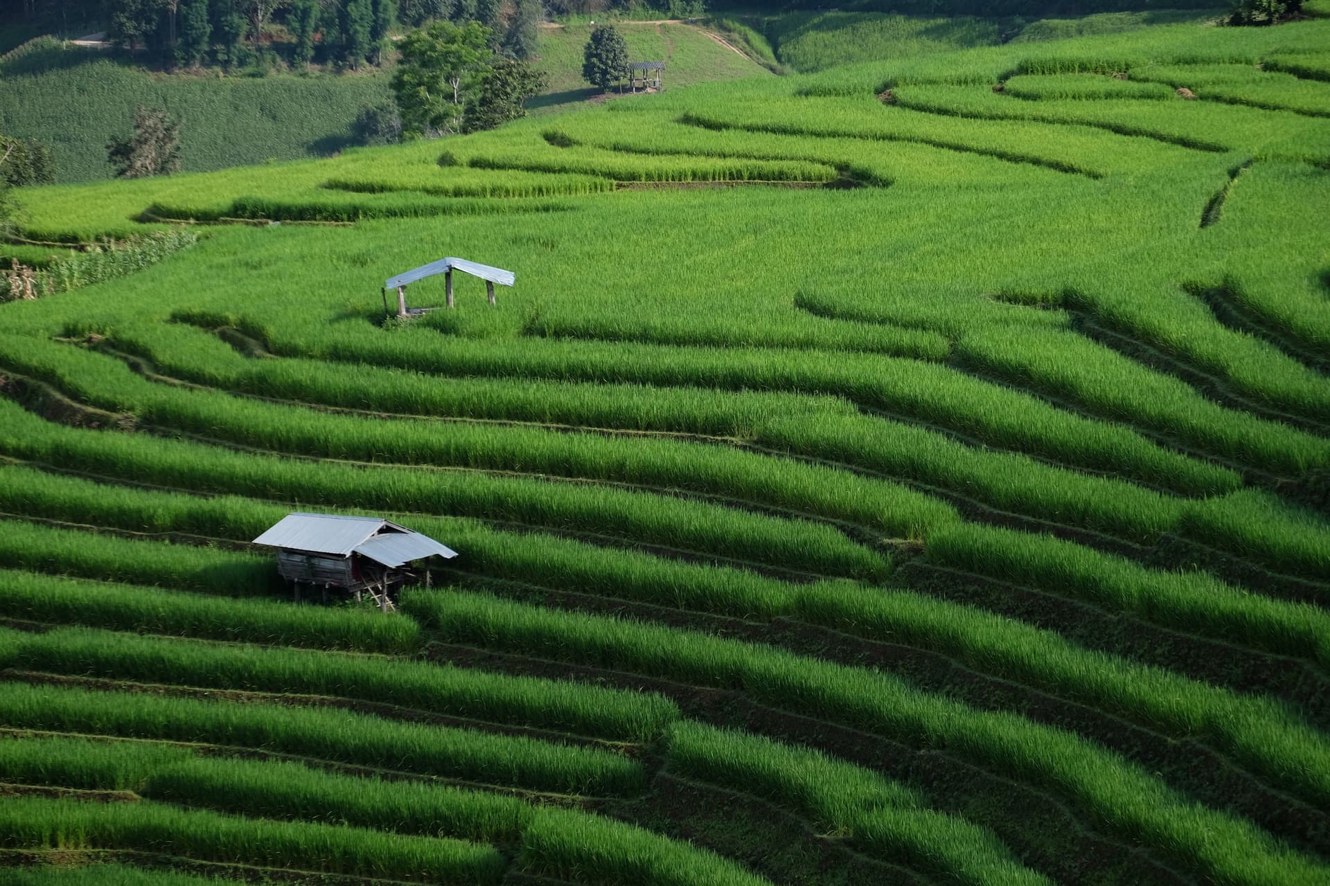 Séjour à Ban Pa Pong Piang dans les plus belles rizières en terrasse de Thaïlande