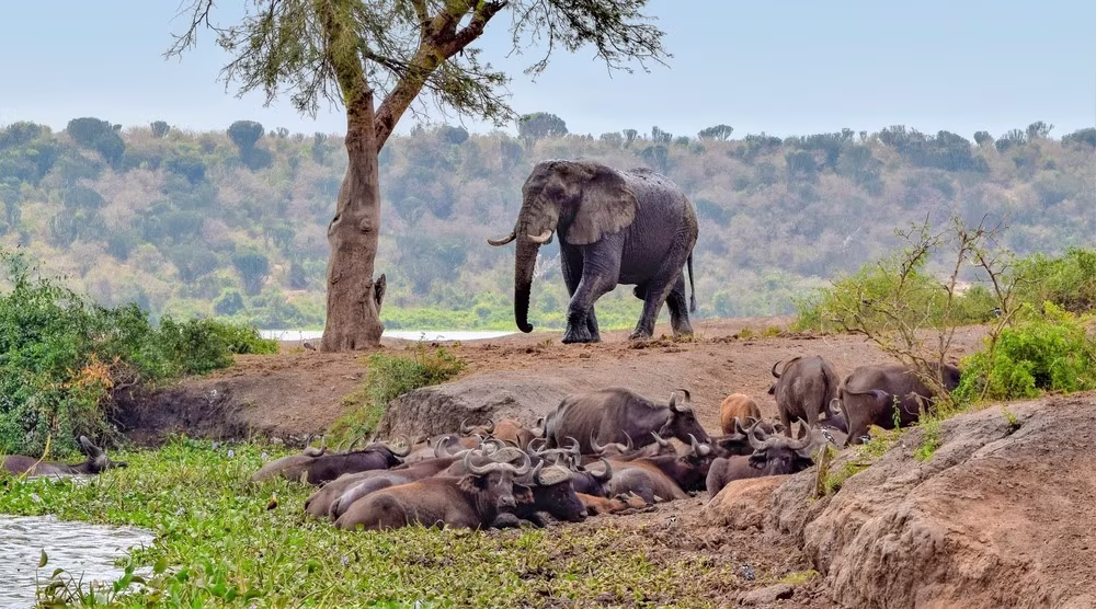 Ouganda - Rwanda : Safari dans l'Afrique des Grands Lacs
