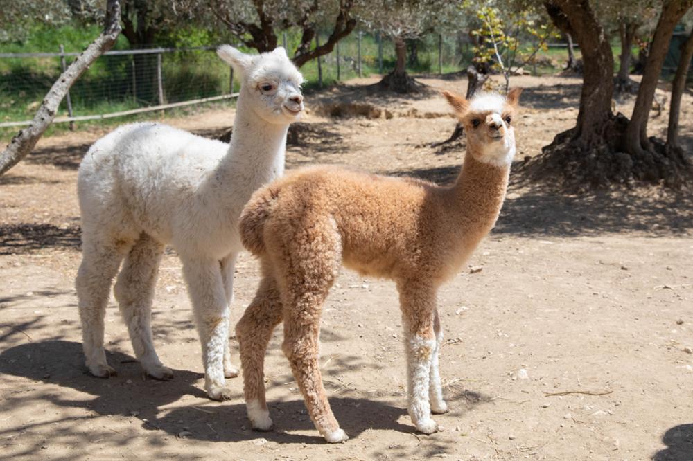 Quelle différence entre le lama et l'alpaga 