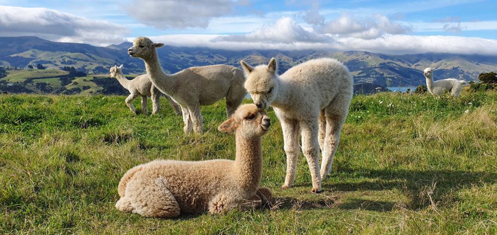 Quelle différence entre le lama et l'alpaga 