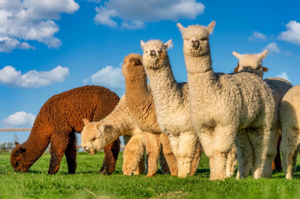 Lama et alpaga : comment les différencier ?
