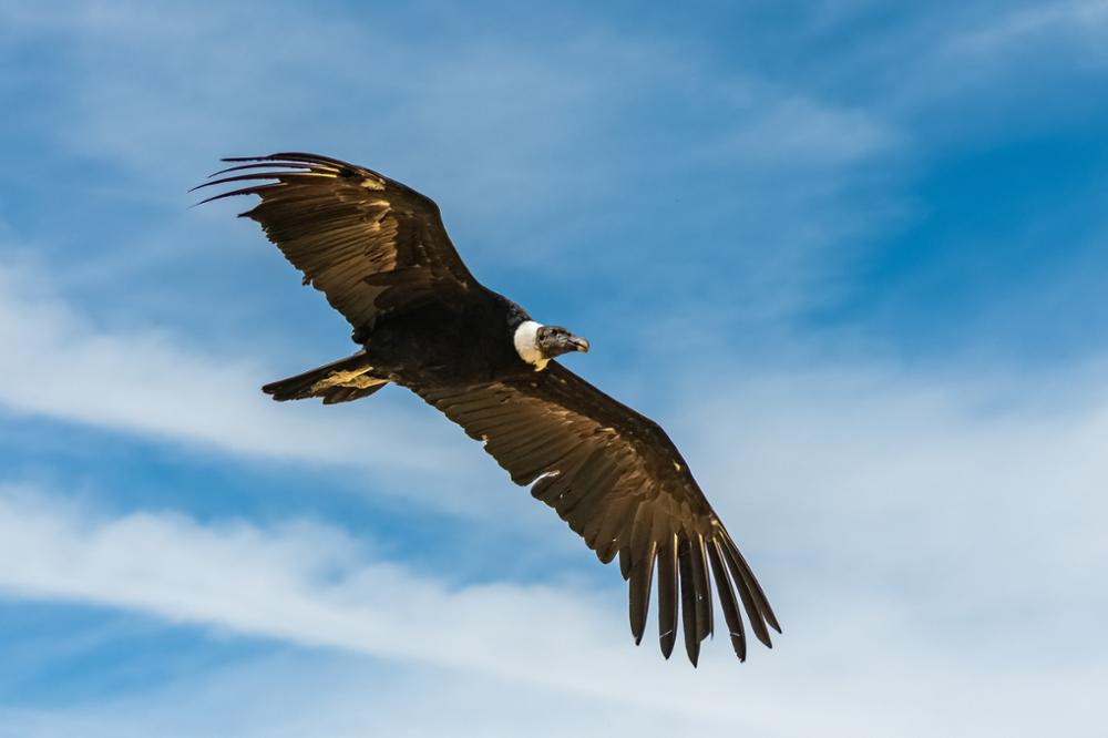 Observer le vol du condor des Andes dans la région d’Arequipa