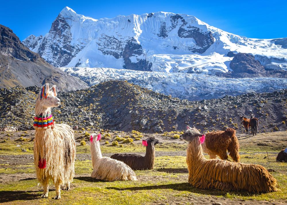 Quelle différence entre le lama et l'alpaga 