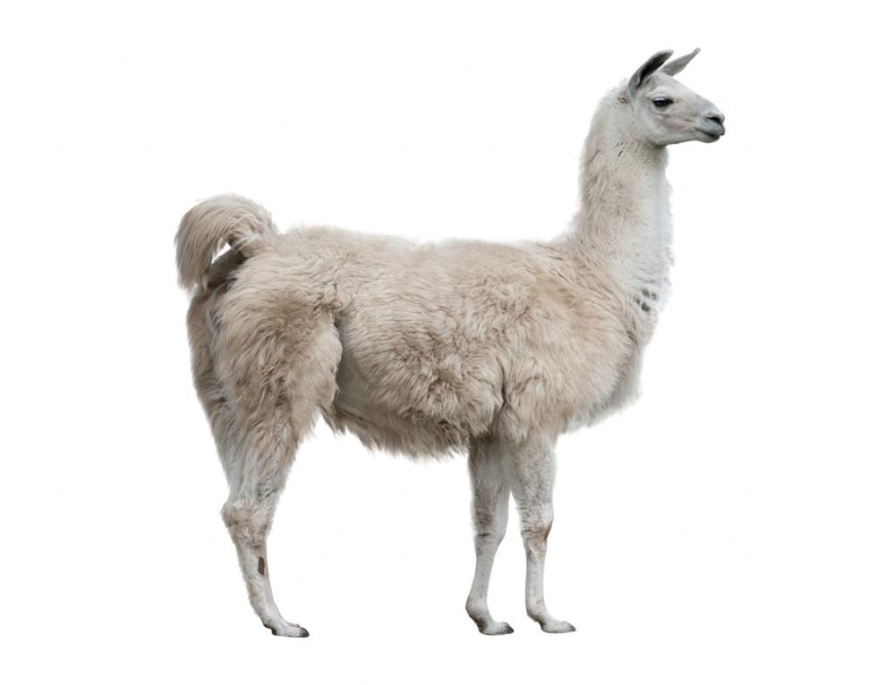 Lama et alpaga : comment les différencier ?