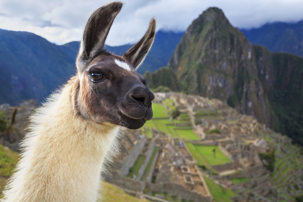 Le lama, mammifère typique de l'Amérique du Sud