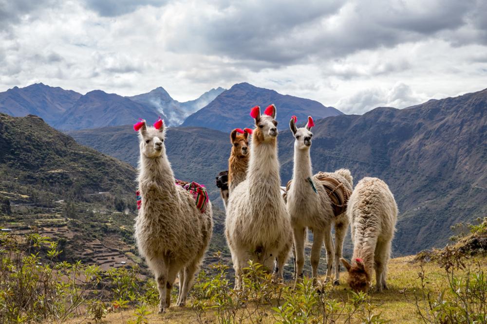 Les animaux typiques du Pérou que vous croiserez peut-être en voyage